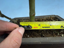 Load image into Gallery viewer, Shishigashira Japanese Maple 018