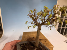 Load image into Gallery viewer, Zelkova, Japanese Grey Bark Elm 012
