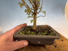 Load image into Gallery viewer, Zelkova, Japanese Grey Bark Elm 013
