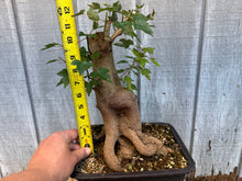 Load image into Gallery viewer, Trident Maple #49