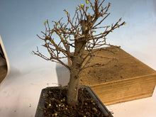 Load image into Gallery viewer, Zelkova, Japanese Grey Bark Elm 003