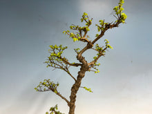 Load image into Gallery viewer, Chinese Elm var. Yatsabusa Cork Bark 002
