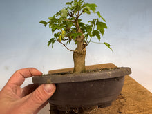 Load image into Gallery viewer, Trident Maple 026