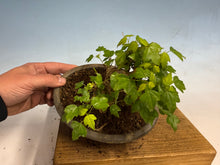 Load image into Gallery viewer, Trident Maple 020