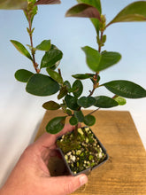 Load image into Gallery viewer, Chinese Quince