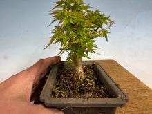 Load image into Gallery viewer, Kotohime Japanese Maple-012