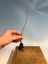 Load image into Gallery viewer, Korean Hornbeam Bare Root- Large 6-10”+