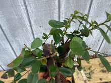 Load image into Gallery viewer, Chinese Quince #10