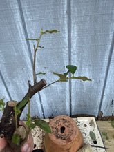 Load image into Gallery viewer, Chinese Quince #7