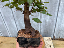 Load image into Gallery viewer, Zelkova, Japanese Grey Bark Elm #15