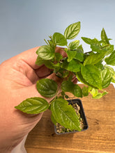 Load image into Gallery viewer, Chinese Hackberry