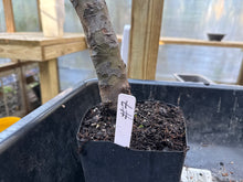 Load image into Gallery viewer, Chinese Quince #7
