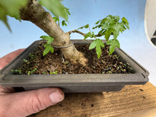 Load image into Gallery viewer, Trident Maple 008