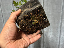 Load image into Gallery viewer, Trident Maple #14
