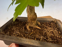 Load image into Gallery viewer, Trident Maple 014