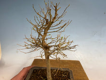Load image into Gallery viewer, Chinese Hackberry, Celtis 001
