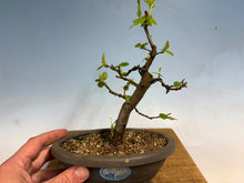 Load image into Gallery viewer, Chinese Quince 011
