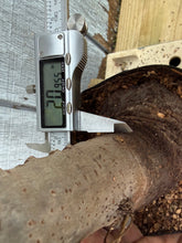 Load image into Gallery viewer, Zelkova, Japanese Grey Bark Elm #20