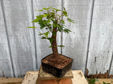Load image into Gallery viewer, Trident Maple #31
