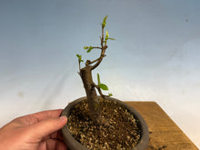 Load image into Gallery viewer, Chinese Quince 009