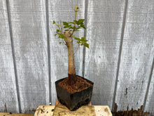 Load image into Gallery viewer, Trident Maple #25