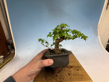 Load image into Gallery viewer, Trident Maple 008