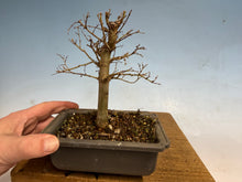 Load image into Gallery viewer, Zelkova, Japanese Grey Bark Elm 007