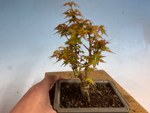 Load image into Gallery viewer, Kotohime Japanese Maple-009