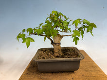 Load image into Gallery viewer, Trident Maple 023