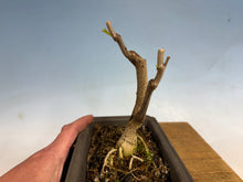 Load image into Gallery viewer, Japanese Wisteria 004