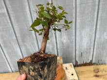 Load image into Gallery viewer, Zelkova, Japanese Grey Bark Elm #7