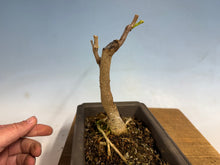 Load image into Gallery viewer, Japanese Wisteria 004