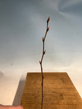 Load image into Gallery viewer, Korean Hornbeam Bare Root- Large 6-10”+