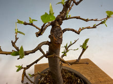 Load image into Gallery viewer, Chinese Quince 005
