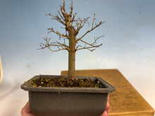 Load image into Gallery viewer, Zelkova, Japanese Grey Bark Elm 007