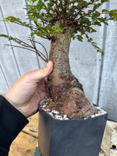 Load image into Gallery viewer, Chinese Elm #1