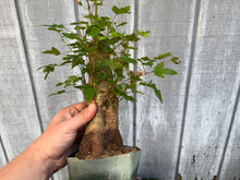 Load image into Gallery viewer, Trident Maple #38