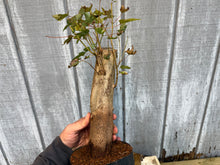 Load image into Gallery viewer, Trident Maple #26
