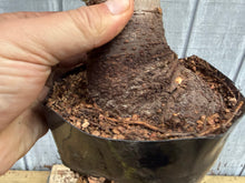 Load image into Gallery viewer, Zelkova, Japanese Grey Bark Elm #20