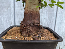 Load image into Gallery viewer, Zelkova, Japanese Grey Bark Elm #17