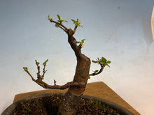 Load image into Gallery viewer, Chinese Quince 001