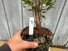 Load image into Gallery viewer, Zelkova, Japanese Grey Bark Elm #5