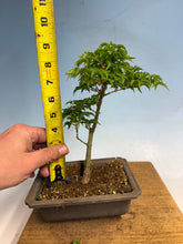 Load image into Gallery viewer, Shishigashira Japanese Maple 015