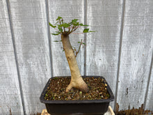 Load image into Gallery viewer, Trident Maple #46