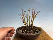 Load image into Gallery viewer, Japanese Maple Clump 001-11 Trees