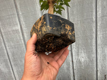 Load image into Gallery viewer, Trident Maple #37