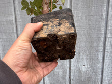 Load image into Gallery viewer, Zelkova, Japanese Grey Bark Elm #5