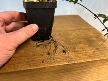 Load image into Gallery viewer, Chirimen Star Asian Jasmine 5-6 yrs old