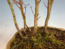 Load image into Gallery viewer, Japanese Maple Forest-Koyo pot-001