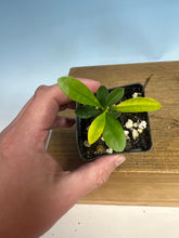 Load image into Gallery viewer, Kumquat, Kinzu